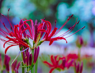 御嶽山自然の森公園　曼珠沙華2ー36