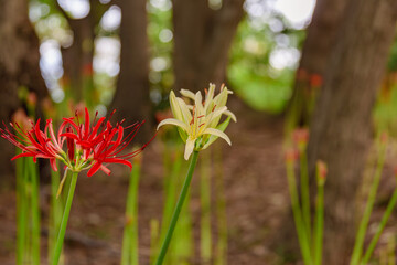 御嶽山自然の森公園　曼珠沙華2ー9