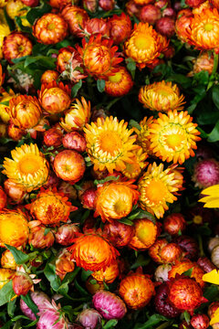 Autumn strawflowers