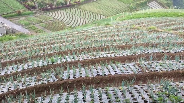 farmland in the in central java