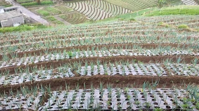 farmland in the in central java