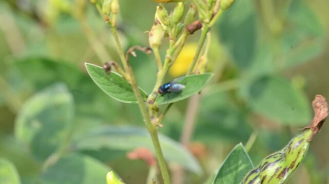 Calliphora vomitoria fly sitting on Pigeon pea leaf. Its common name&nbsp;blue bottle fly, orange bearded blue bottle and&nbsp;bottlebee. It is a species of&nbsp;blow fly, a species in the family&nbsp;Calliphoridae.
