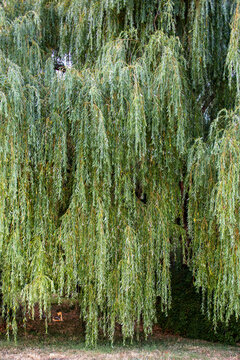 Large willow tree grows in the city