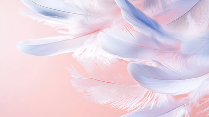 Falling Pink and light blue feather Abstract background texture.	
