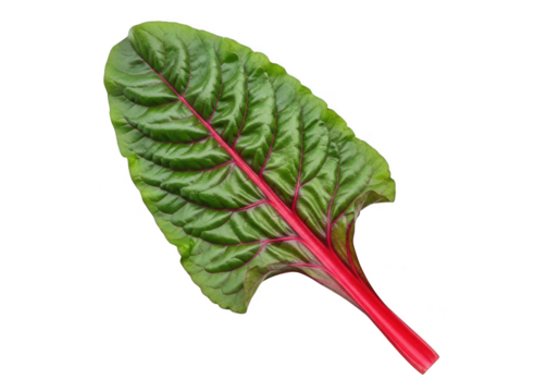 Vibrant green leaf with striking red stem and veins isolated on black background isolated on transparent background