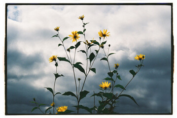 Bright yellow flowers reach for the cloudy sky