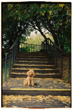 Dog sitting peacefully on wooden steps surrounded by autumn leaves