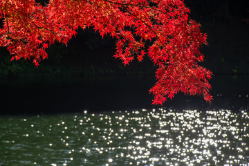 紅葉と水面に映る光ボケ