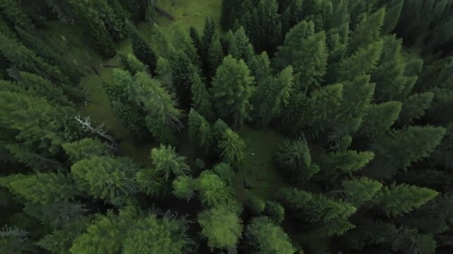dolomites colorful tree canopy, highaltitude view of lush trees, photograph capturing detailed layering of verdant leaves, aerial image presenting complex strata of vivid green forest canopy