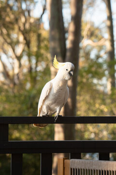 cockatoo on a railing