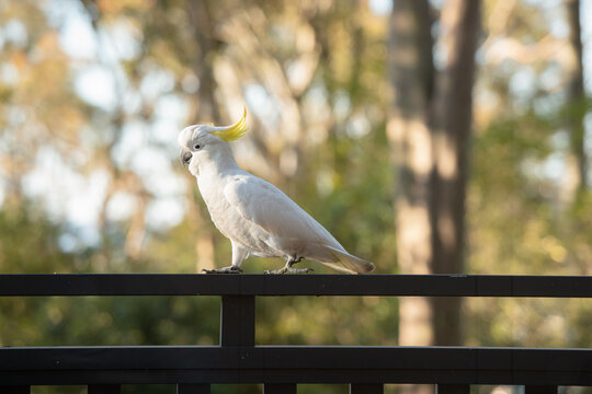cockatoo on a railing