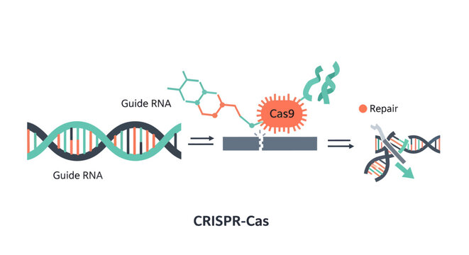 CRISPR-Cas9 gene editing technology illustration, representing genetic engineering and DNA repair, showcasing scientific advancement and innovative research