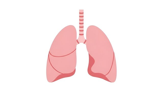 lungs