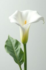 Isolated elegant white calla lily, smooth texture, pure white background, serene aesthetic , soft, bloom