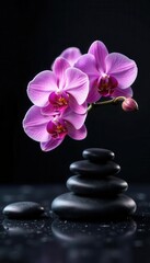 Pink orchids & zen stones arranged on black background, horizontal panorama , rock, smooth