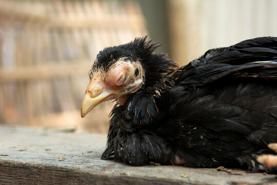 The black native chicken is sick and has swelling around its eyes