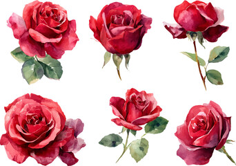 Fototapeta premium collection of red roses