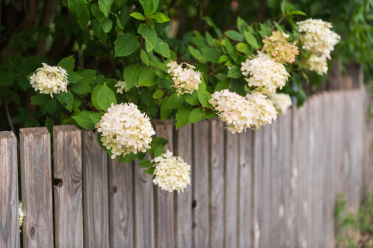 White Hydrangea Flowers Blooming Over Wooden Fence