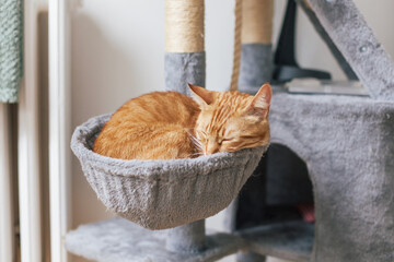 A relaxed orange tabby cat curled up and sleeping 