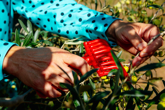 a man methodically rakes arbequina olives in a spanish grove