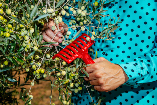 steady hands rake arbequina olives on a low branch in Spain