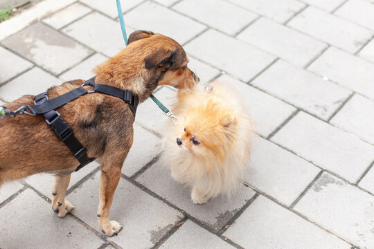 Two small dogs on leashes meet on a paved sidewalk 
