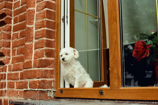 White dog on the windowsill