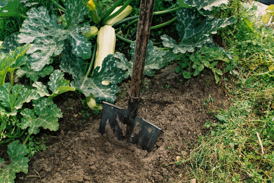 Garden shovel in soil beside zucchini plant