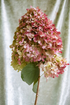 Pink and white hydrangea in bloom