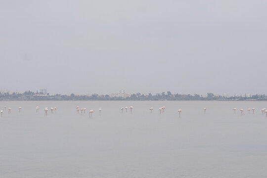 Flamingos Standing in Shallow Water at a Foggy Location