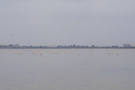 Flamingos Wading in a Calm Lake Under Overcast Skies in Winter