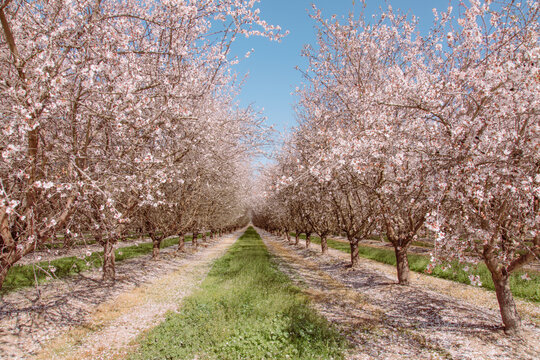 Almond orchard