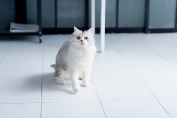Woman Lovingly Caring for White Persian Cat