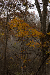 Fototapeta premium The Season Turns