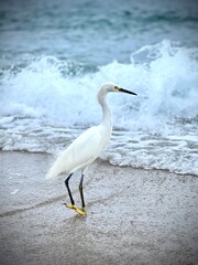 thanksgiving, seabird, florida, ocean, beach, wave, sea, nature, animal, feathers, beautiful, blue, birds, heron, water