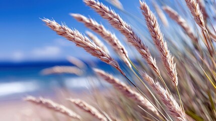 Close-up of wheat stalks blowing in the wind with the ocean and blue sky in the background, on a sunny day.