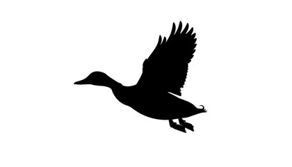 Obraz premium Silhouette of a duck in flight against a white background.
