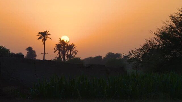 Sunset casting an orange glow over silhouetted palm trees and fields in a rural landscape