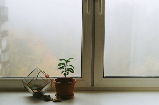 Quiet Morning With Plants by the Window in Foggy Weather