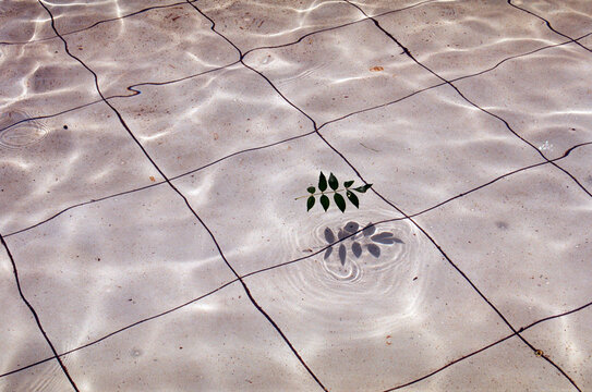 Leaves Reflected in a Calm Pool of Water at Midday