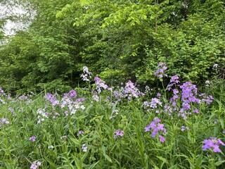 lady's slipper flowers (Hesperis matronalis) - fleurs de Julienne des dames (Hesperis matronalis)