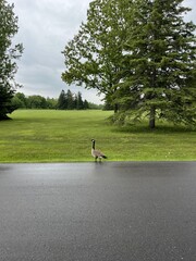 Wild goose on a road bordering a park after the rain - Oie sauvage sur une route en bord de parc apr&egrave;s la pluie