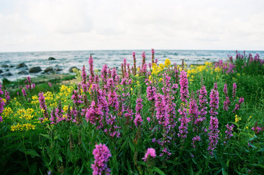 Colorful Wildflowers Bloom by the Sea on a Cloudy Day