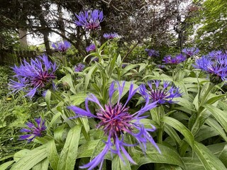 close-up of mountain knapweed flowers - gros plan sur des fleurs de Centaur&eacute;e des montagnes