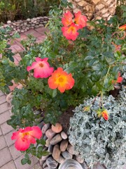Vivid Fluorescent Red Roses: Close up of rare bright red roses with almost fluorescent vivid coloring in bloom.