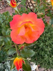 Vivid Fluorescent Red Roses: Close up of rare bright red roses with almost fluorescent vivid coloring in bloom.