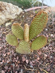 Round Cactus in Desert Garden: A multi-armed round cactus growing in a rock bed within a desert landscape.