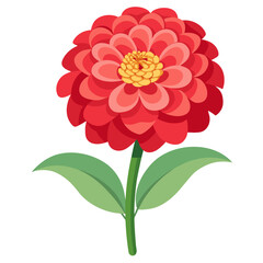zinnia flower on white background