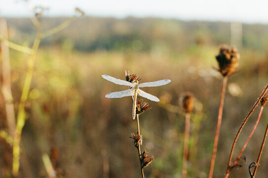 A dragonfly in dew drops early in the morning