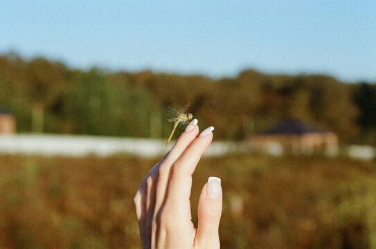 A dragonfly in dew drops early in the morning